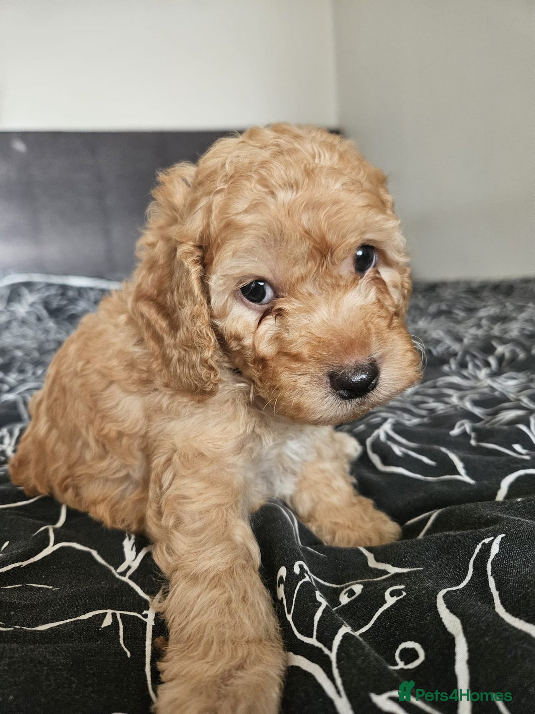 Cockapoo dogs for sale: Gorgeous cockapoo puppies, 2 boys and 2 girls - Advert 13