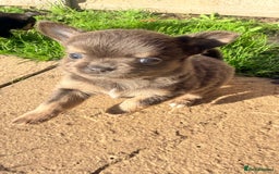 Chihuahua dogs for sale: Gorgeous Chihuahua Puppies  - Advert 14