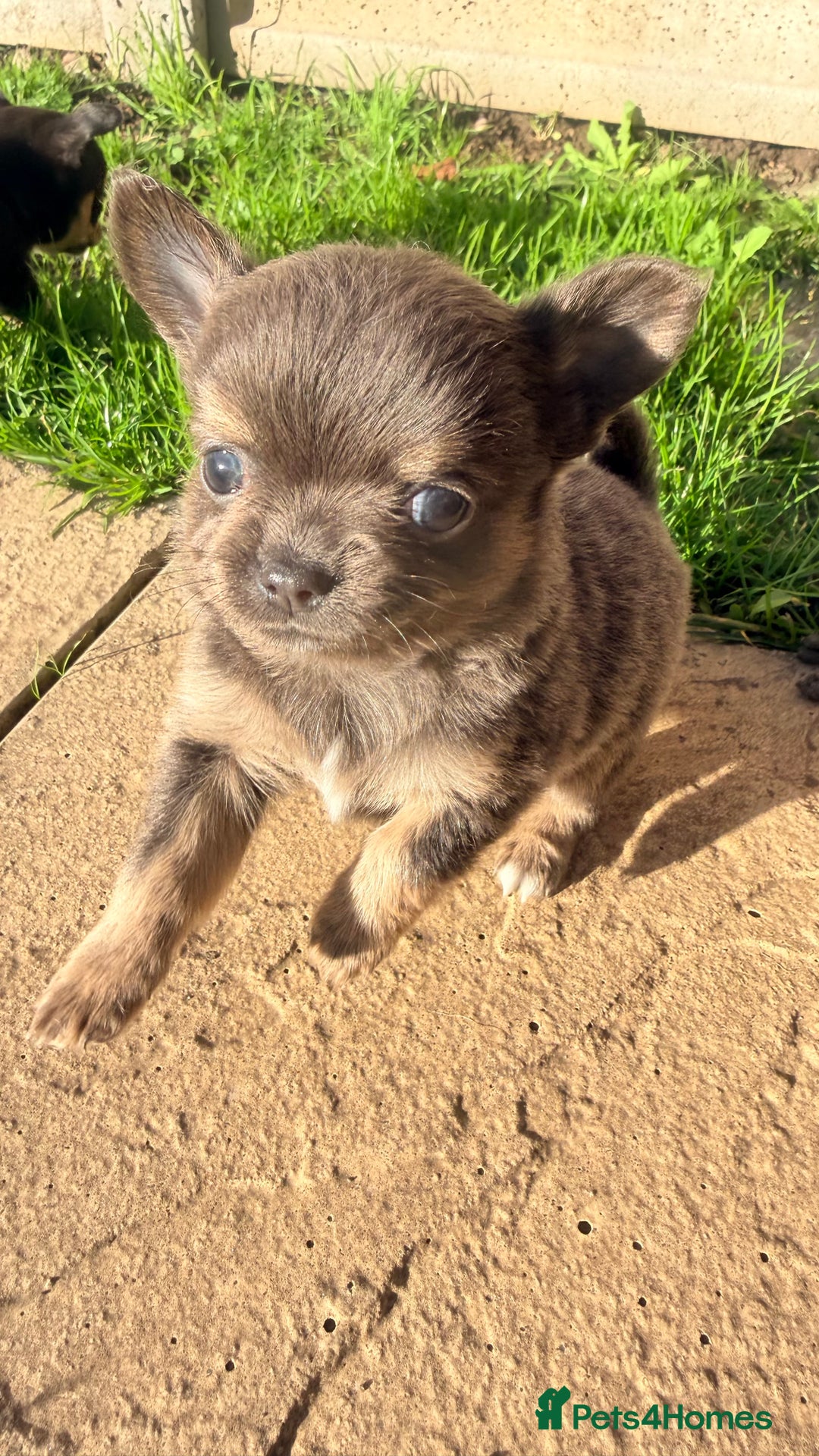 Chihuahua dogs for sale: Gorgeous Chihuahua Puppies  - Advert 14