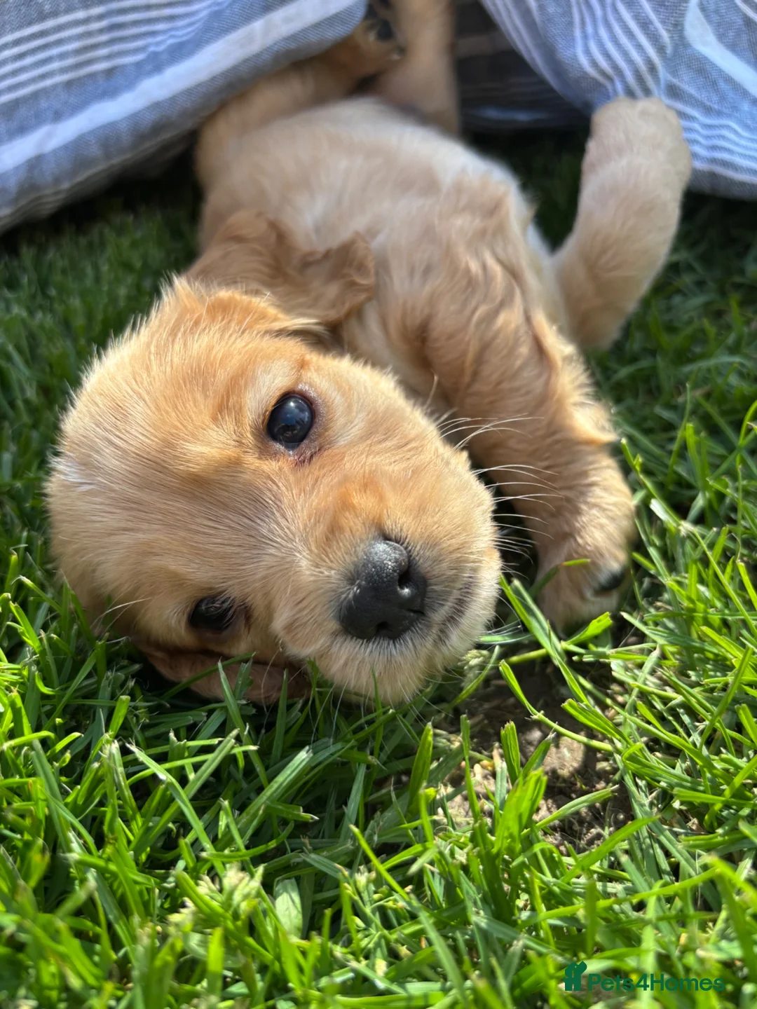 Cocker Spaniel dogs for sale: WC Spaniels  - Advert 10