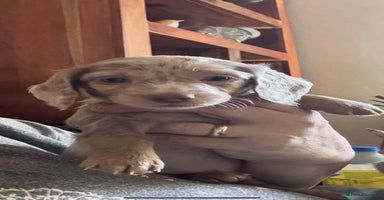 Miniature Dachshund dogs - Advert 7