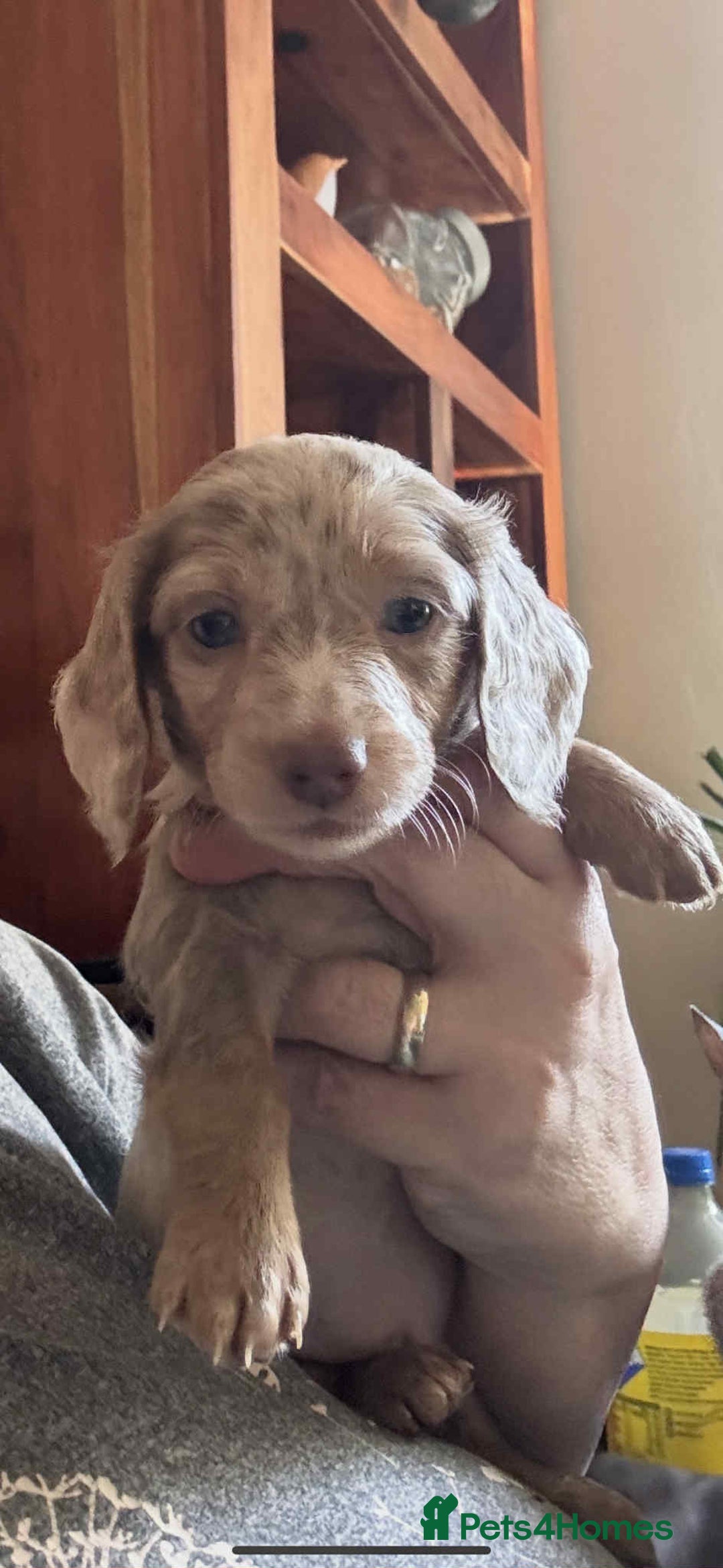 Miniature Dachshund dogs for sale: Ready now - Miniature Dachshunds Puppies - Image 5