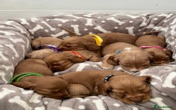 Cocker Spaniel dogs for sale: 🐾Exceptional Show Cocker Spaniels🐾 - Image 5