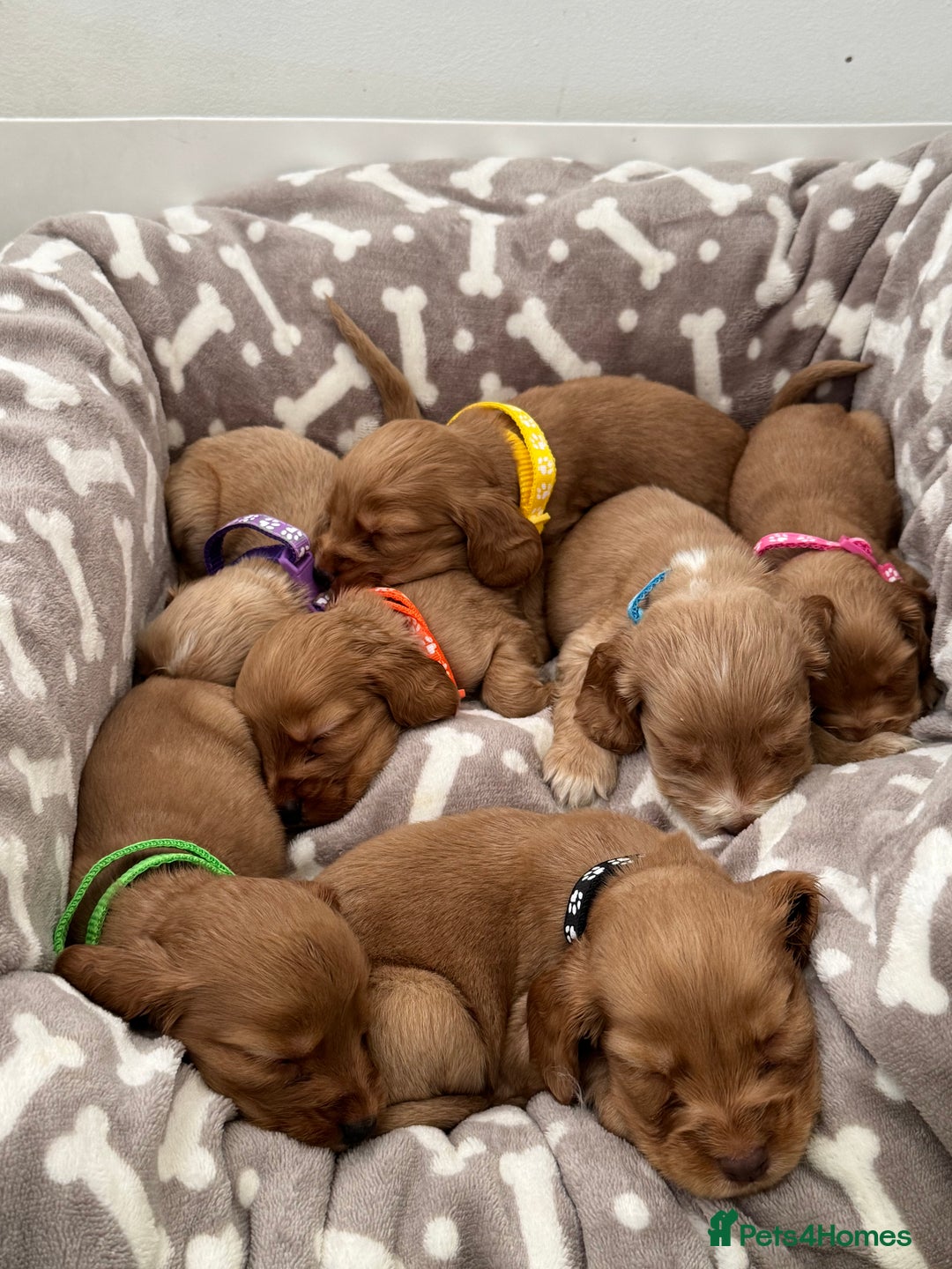 Cocker Spaniel dogs for sale: 🐾Exceptional Show Cocker Spaniels🐾 - Image 5