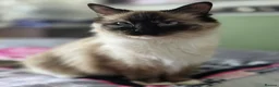 Ragdoll cats for sale: Health Tested Ragdoll Babies - Advert 10