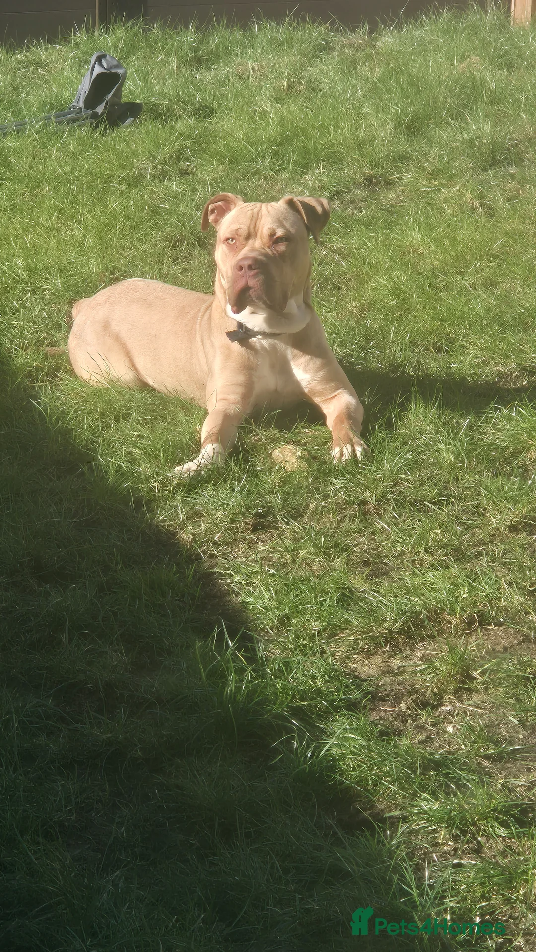 Mixed Breed dogs for sale: Konan - Advert 5