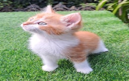 Mixed Breed cats for sale: Gorgeous Ginger Maine Coon x Kittens - Image 2
