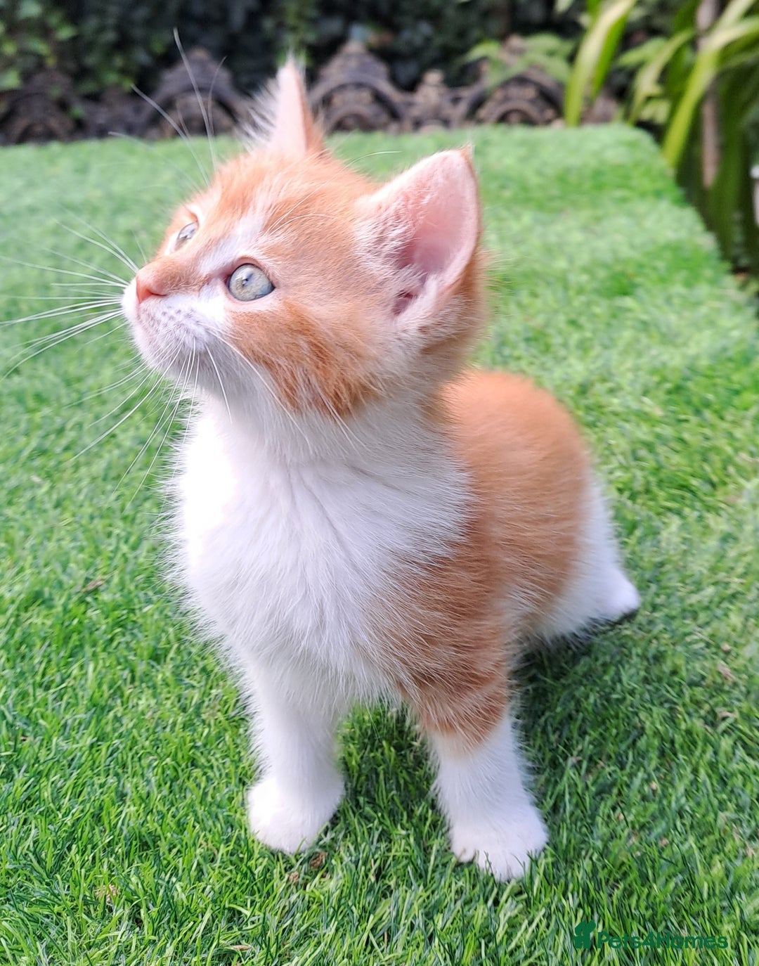Mixed Breed cats for sale: Gorgeous Ginger Maine Coon x Kittens - Image 2