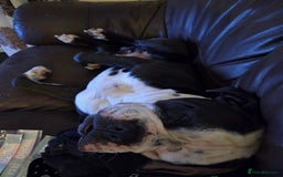 Alapaha Blue Blood Bulldog dogs for sale: alapaha blue blood bulldog - Image 4