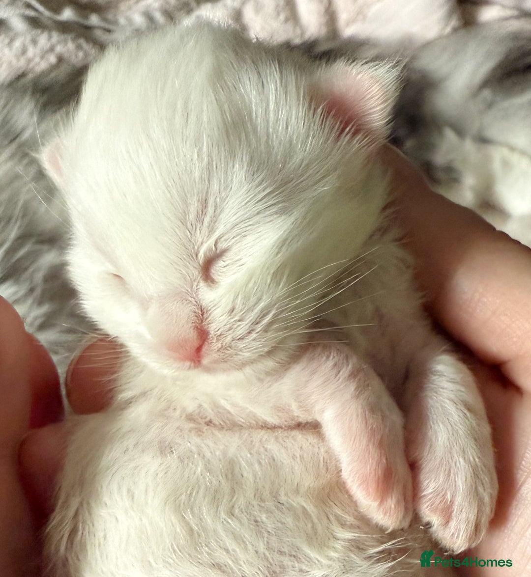 Maine Coon cats for sale: ANDERPRIDE HAVE KITTENS- INTEREST  OPEN  - Image 29