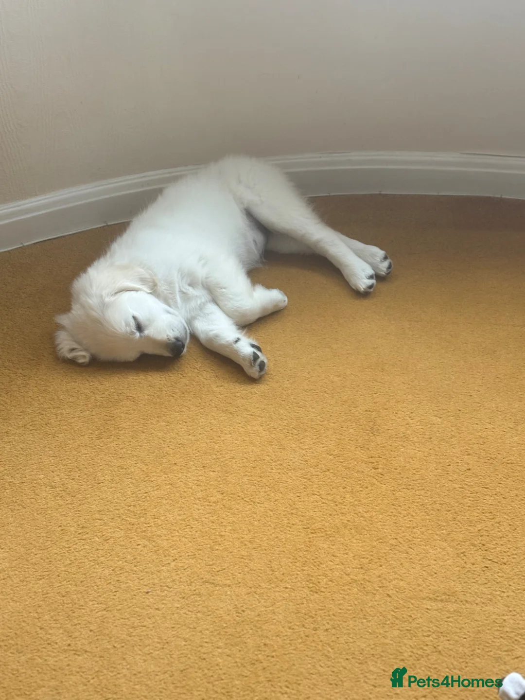 Golden Retriever dogs for sale: Cream Golden retriever  - Advert 2