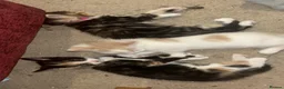 Mixed Breed cats for sale: Kittens in Tonbridge - Advert 15