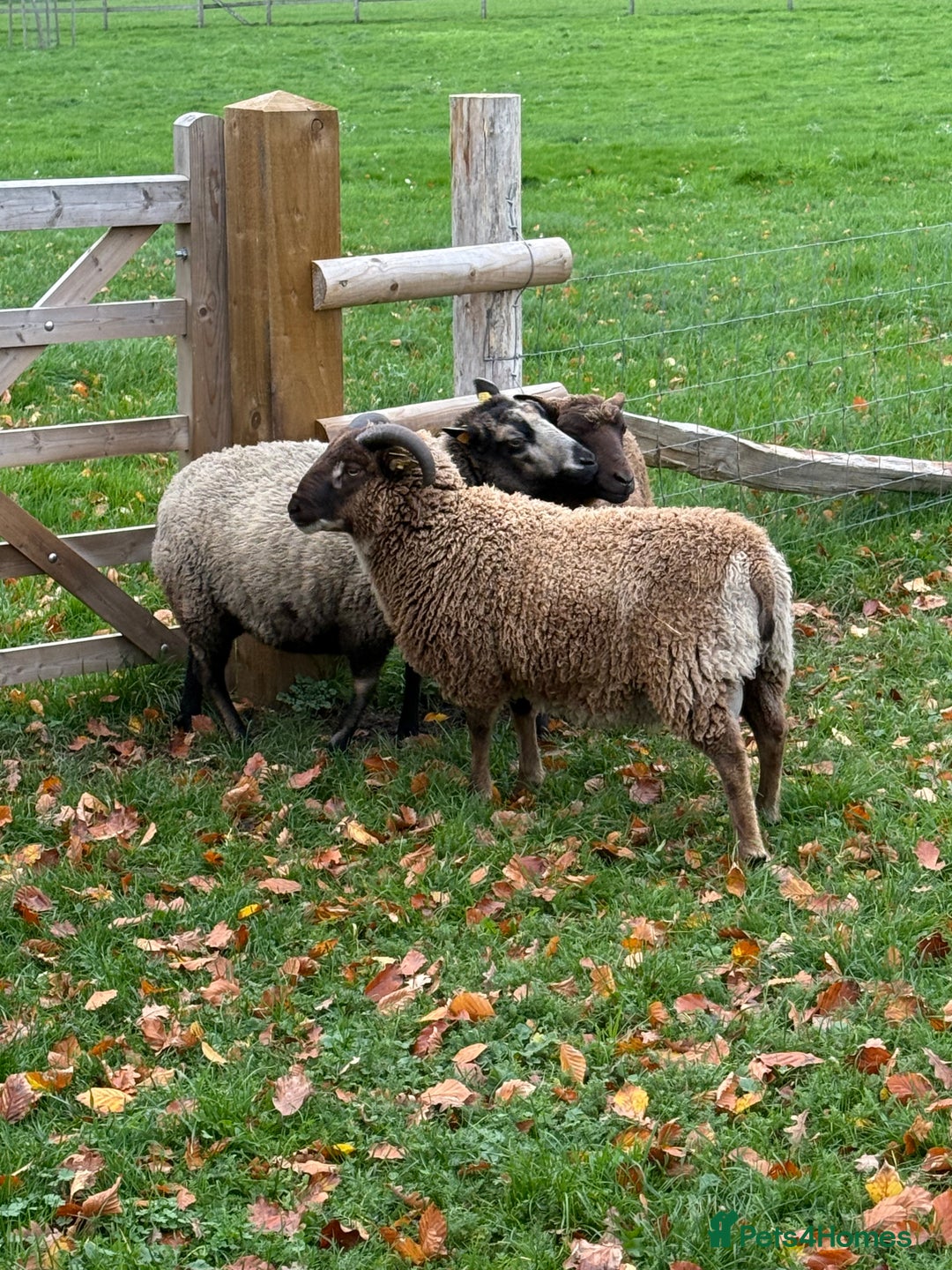 Sheep livestock for sale: Shetland Ram Moorit Gulmoget Registered - Advert 3