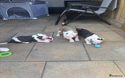 Olde English Bulldogge dogs for sale: Last 2 baby girls left  - Image 24