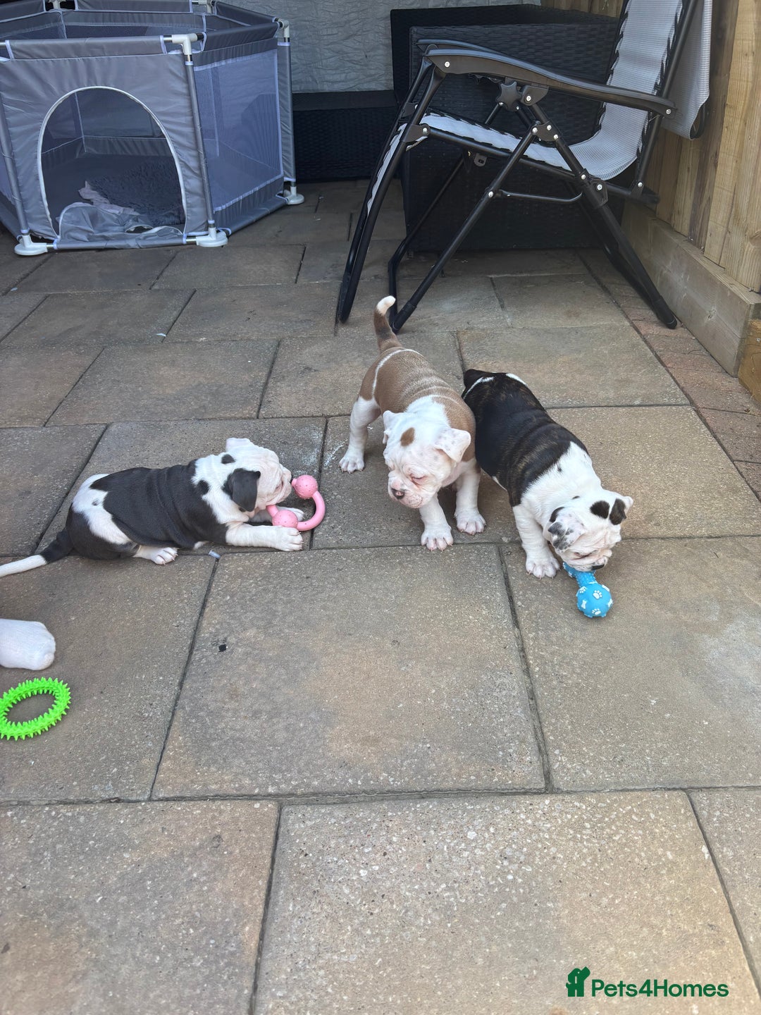 Olde English Bulldogge dogs for sale: Last 2 baby girls left  - Image 24