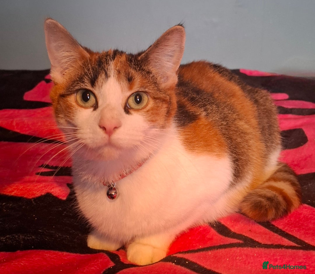 Domestic Shorthair cats for adoption: 🌸 Meet Rose – The Sweetest Little Survivor 🌸 - Advert 3