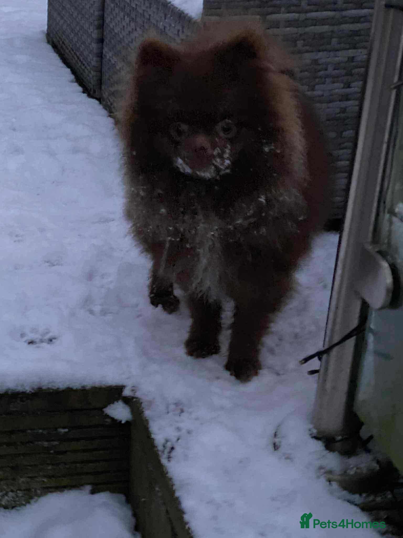 Pomeranian dogs 1 outstanding Pomeranian boy available  - Advert 8