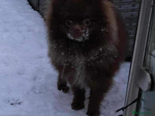 Pomeranian dogs 1 outstanding Pomeranian boy available - Advert 8