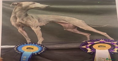 Italian Greyhound dogs - Advert 11