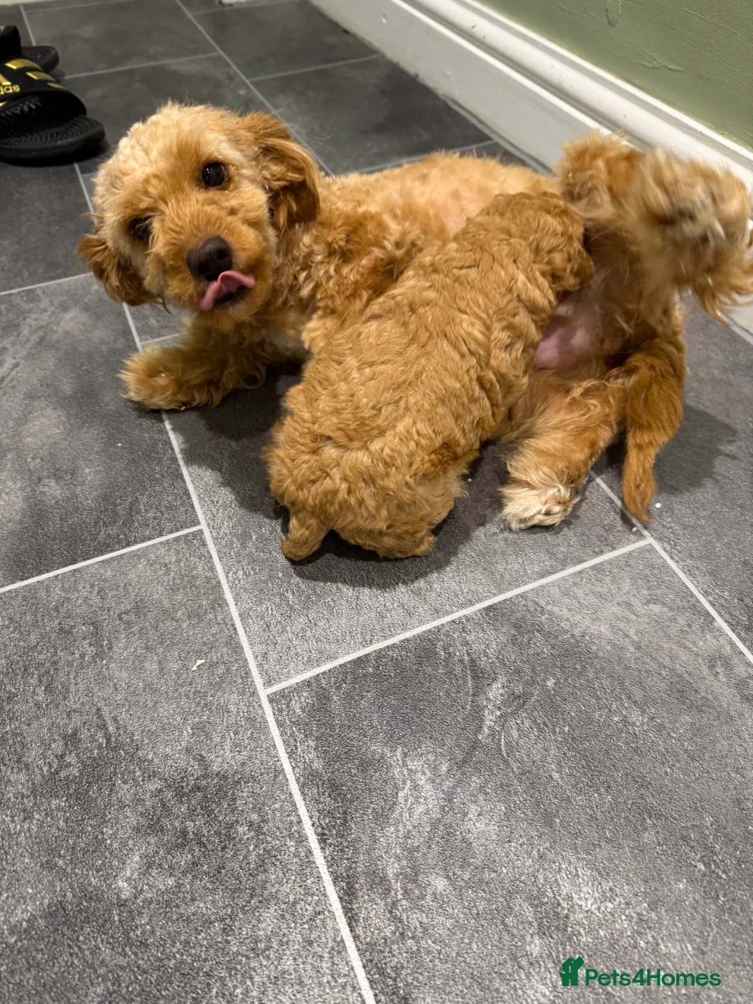 Maltipoo dogs for sale: Malti poo male puppy for sale  - Advert 2