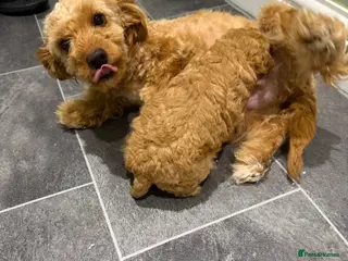 Maltipoo dogs Malti poo male puppy for sale - Advert 3