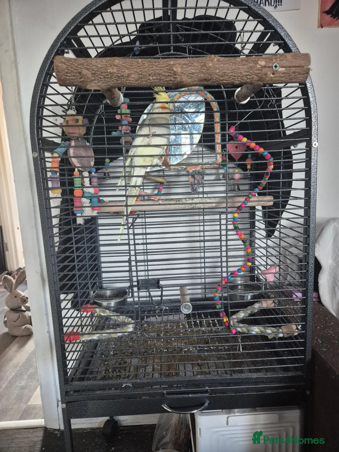 Cockatiels birds for sale: 10 month old cocketiel  - Advert 5