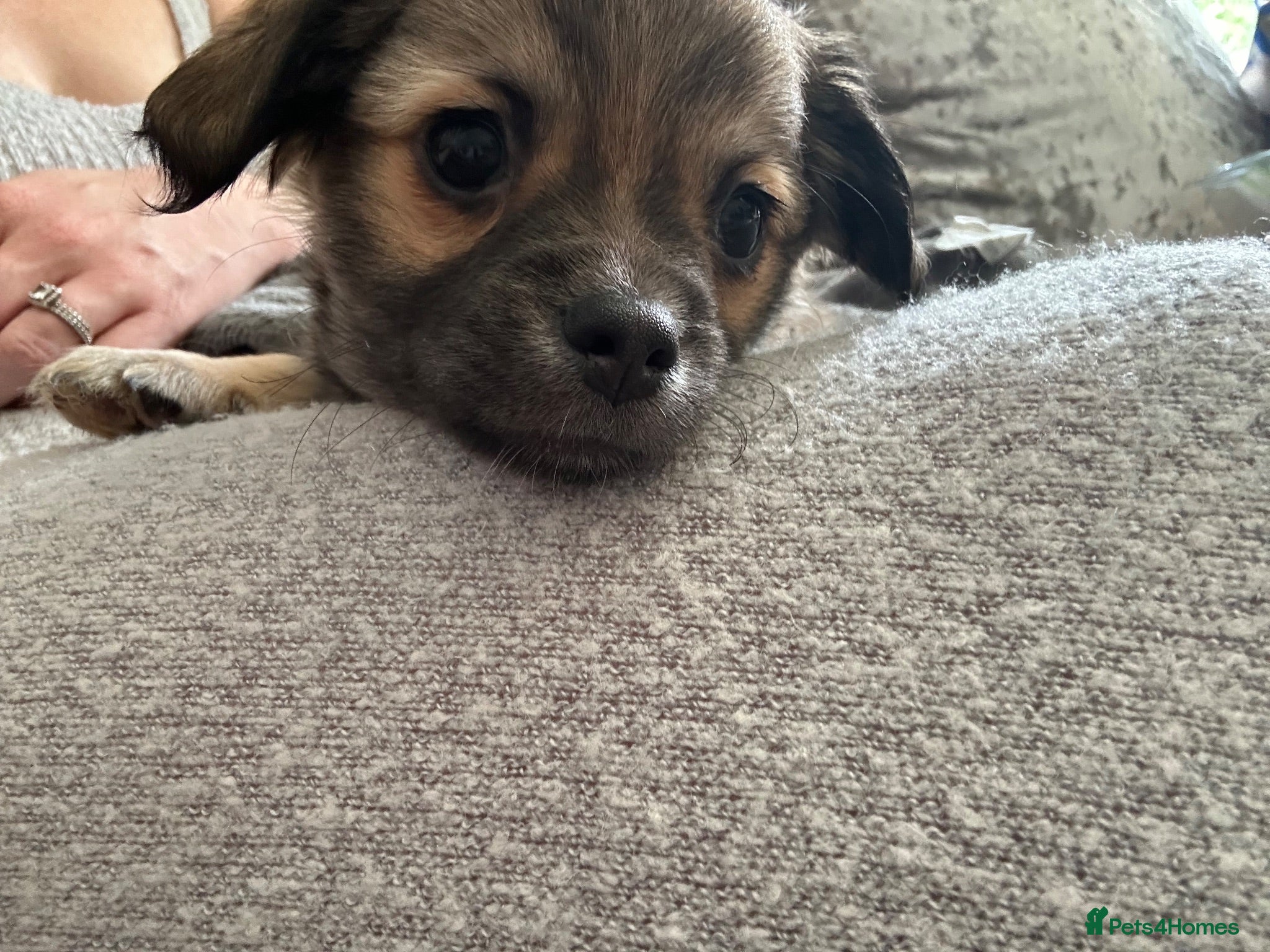 Chorkie dogs 🐶BOY READY NOW 🐶 - Advert 2