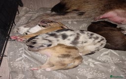 Mixed Breed dogs for sale: 1 collie cross staff tri blue Merle  - Image 5