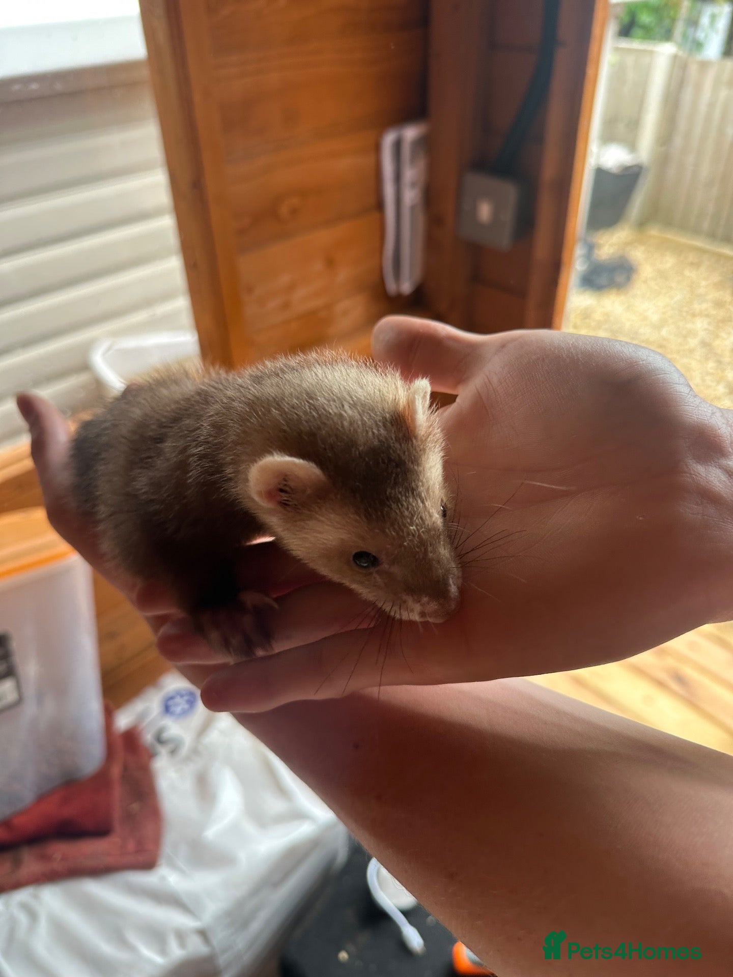 Ferret rodents Beautiful micro ferrets  - Advert 2
