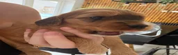 Mixed Breed dogs for sale: Stunning examples of Sprockerpoos  in Bedworth - Advert 3
