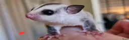 Sugar Glider rodents for sale: Baby sugar gliders  - Advert 5