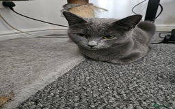 Russian Blue cats for sale: 1 Russian Blue kitten available - Advert 3