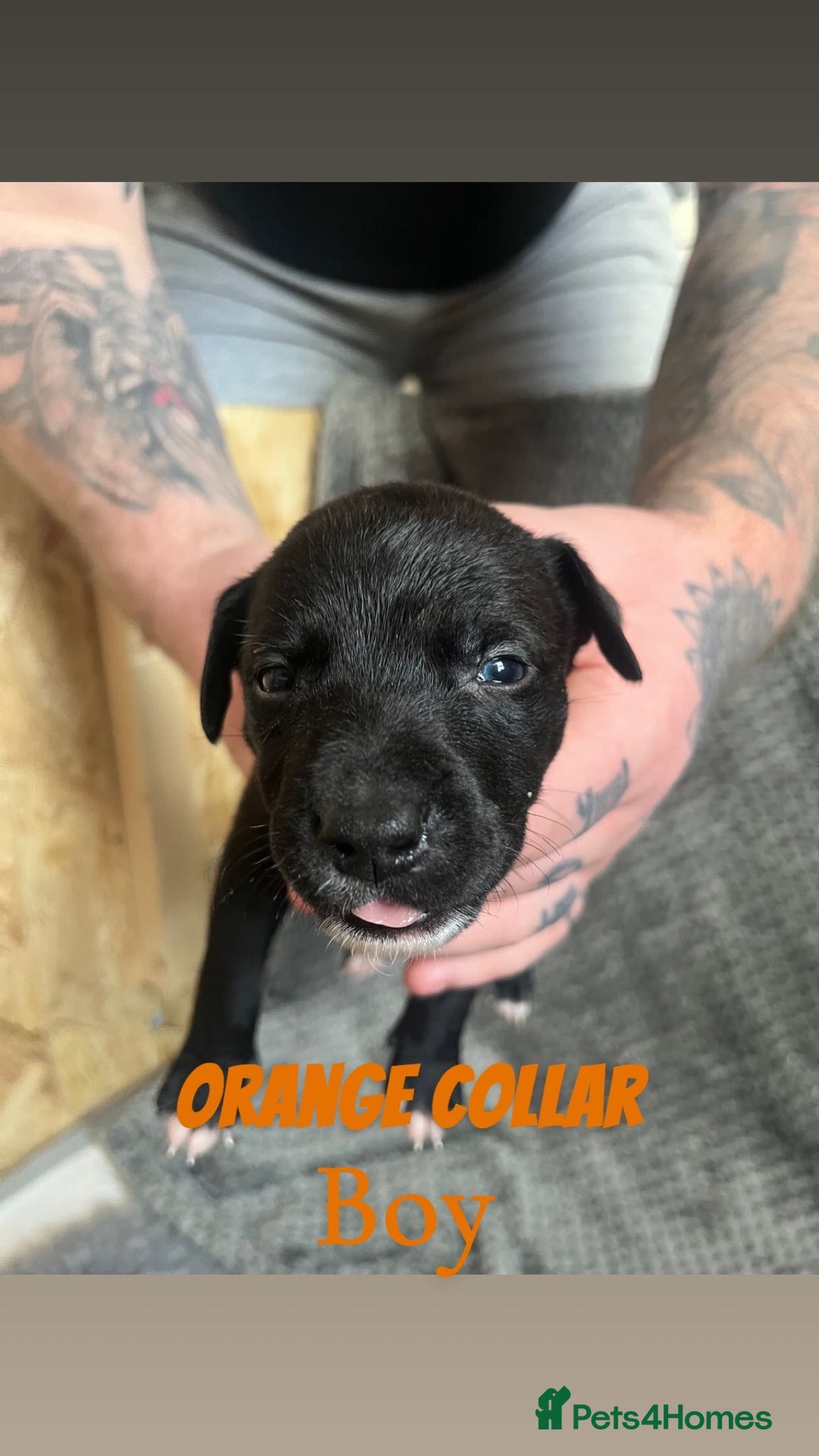 Mixed Breed dogs for sale: 11 Lurcher x Staffy pups for Sale! - Advert 5