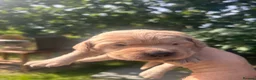 Cockerdor dogs for sale: Cockerdor puppy  - Advert 17
