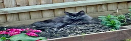 Maine Coon cats for sale: Maine Coon kittens - Advert 1