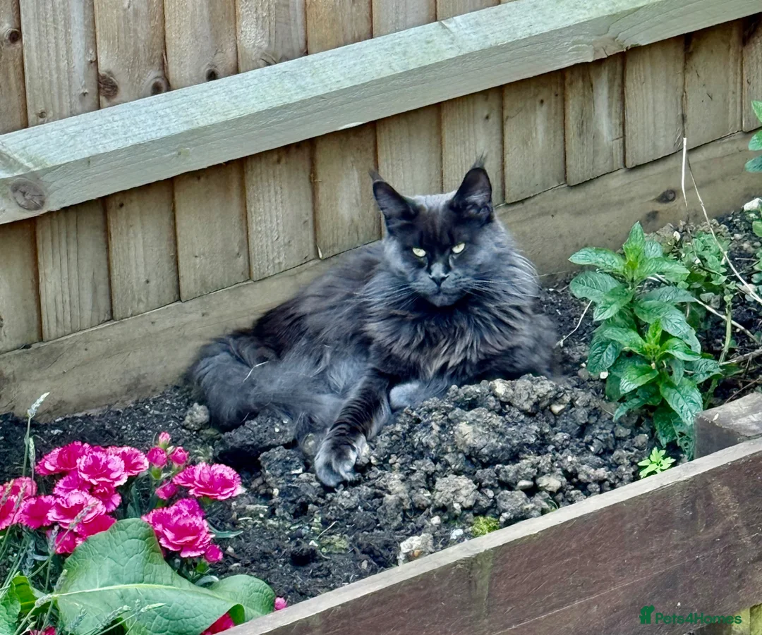 Maine Coon cats for sale: Maine Coon kittens - Advert 1