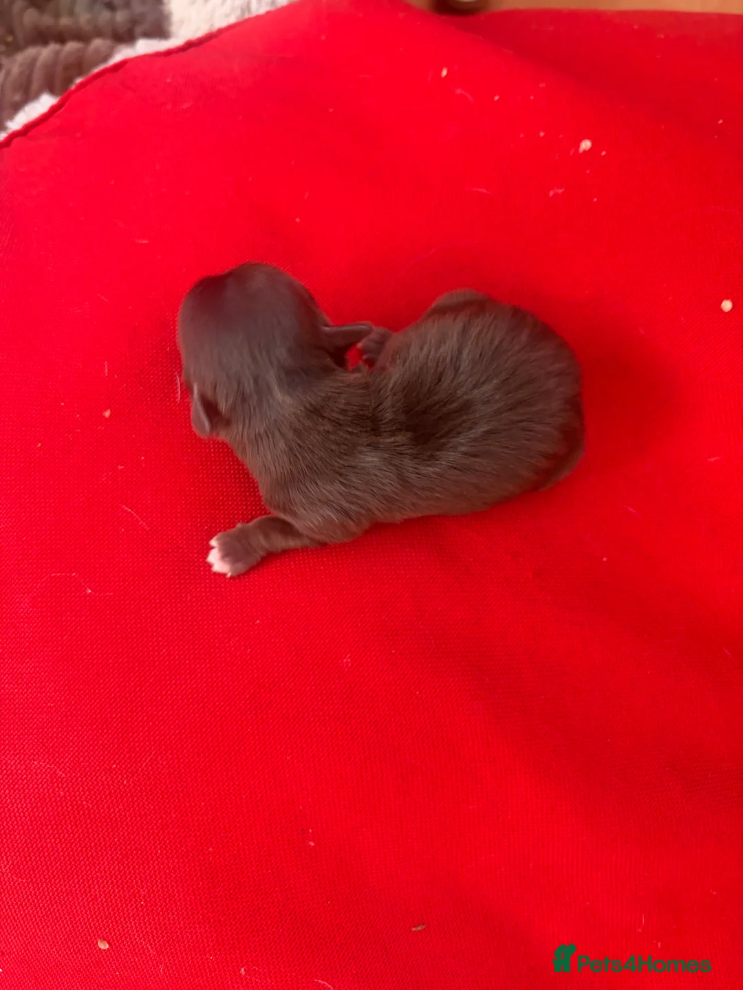 Chihuahua dogs for sale:  Beautiful Rare  Long coated chihuahua puppies  - Advert 12