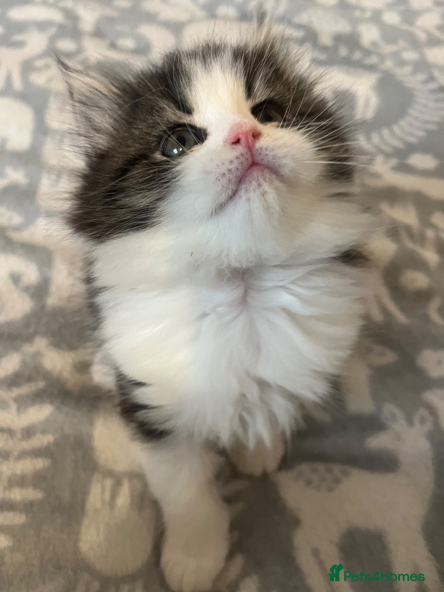 Persian cats Stunning pure Persian babies - Advert 1