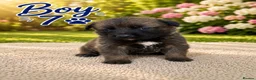 Mixed Breed dogs for sale: Belgian Shepard X caucasian Shepherd puppies - Advert 8