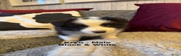 Border Collie dogs for sale: Pure Bred Border Collie Puppies For Sale - Advert 6
