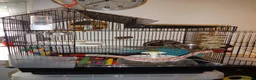 Budgerigars birds for sale: 2 Budgies PICO (blue) LEO (green) in Uxbridge - Advert 6
