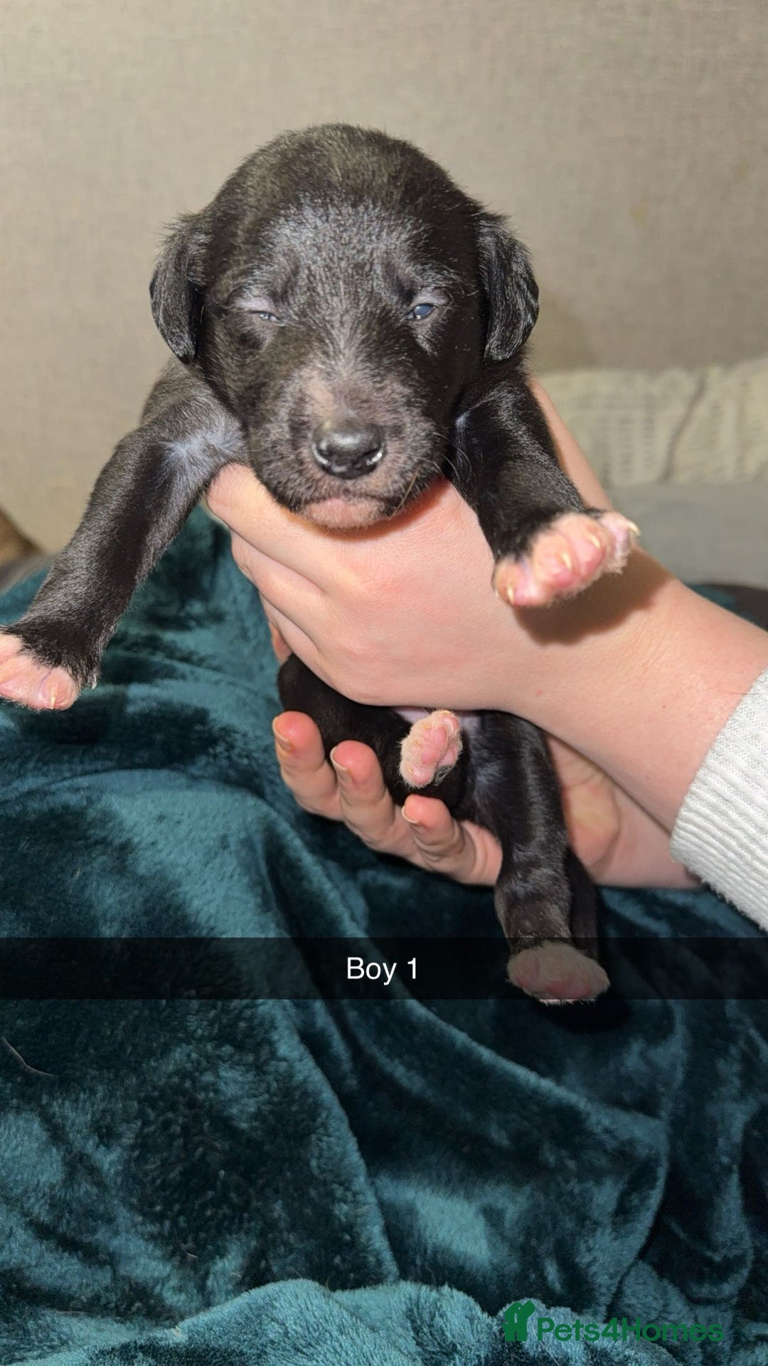 Lurcher dogs for sale: Bedding x whippet pups  - Advert 7