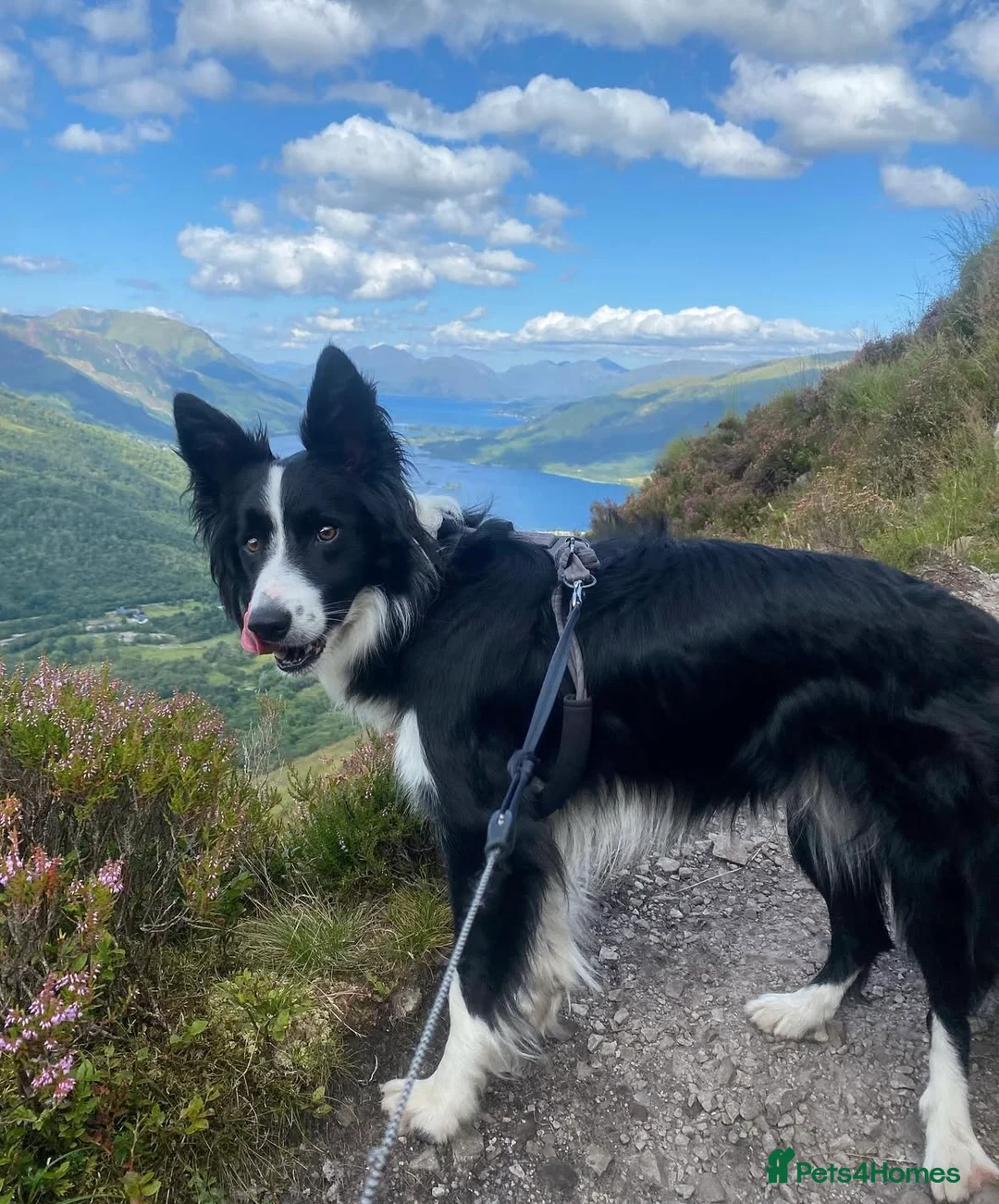 Border Collie dogs for sale: Border collie  - Advert 1