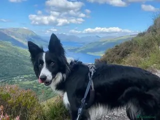 Border Collie dogs Border collie - Advert 13