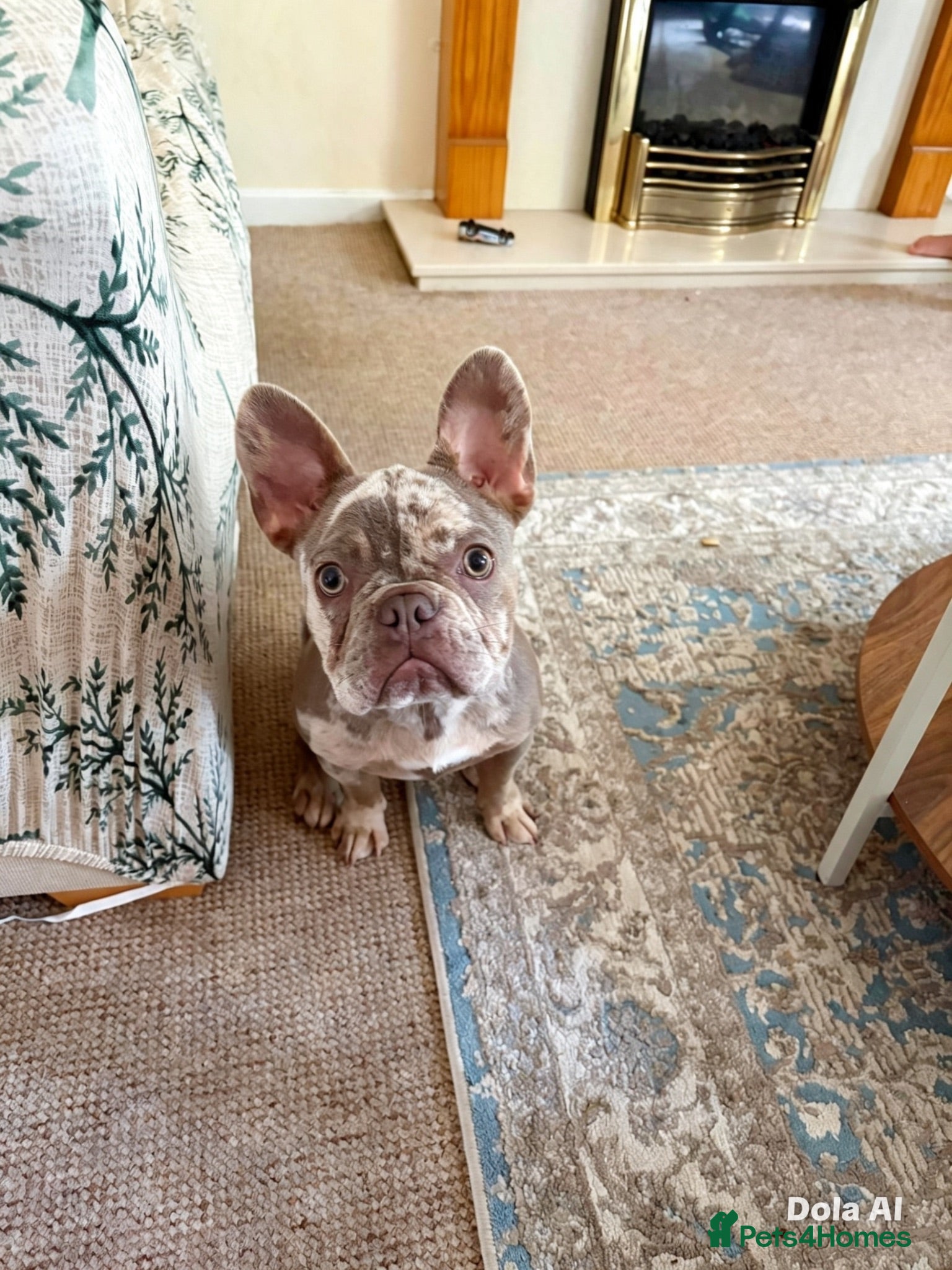 French Bulldog dogs Beautiful KC Registered Merle French Bulldog  - Advert 1