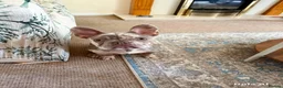 French Bulldog dogs for sale: Beautiful KC Registered Merle French Bulldog  - Advert 1