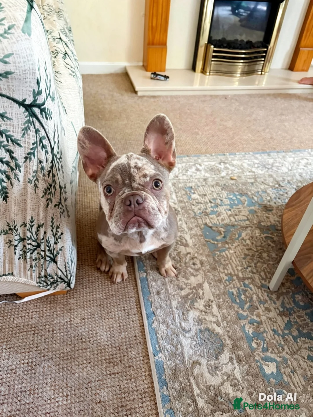French Bulldog dogs for sale: Beautiful KC Registered Merle French Bulldog  - Advert 1