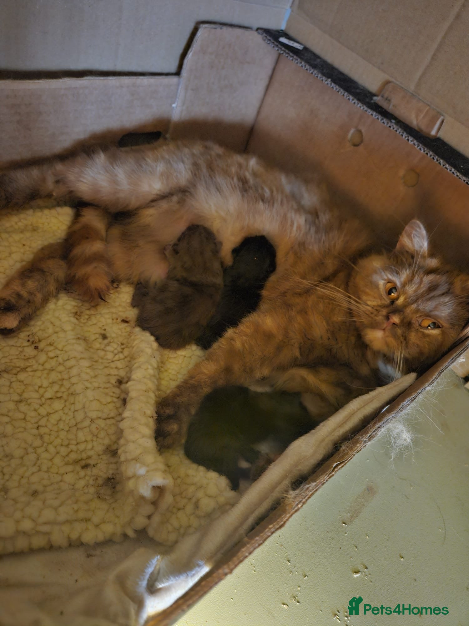 British Longhair cats Beautiful British Longhair & Shorthair Kittens 🐾 - Advert 9