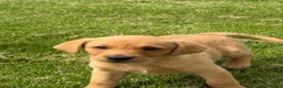 Labrador Retriever dogs for sale: 🧡Fabulous KC Fox Red Puppies.🧡 - Advert 15