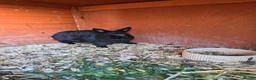 Netherland Dwarf rabbits for sale: Neatherland dwarf bucks in Llandeilo - Advert 8